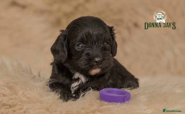 Cavapoo dogs DonnaJay’sCelebrityK9s EXCELLENT Trustpilot,Google - Advert 4