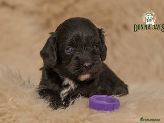 Cavapoo dogs DonnaJay’sCelebrityK9s EXCELLENT Trustpilot,Google - Advert 5