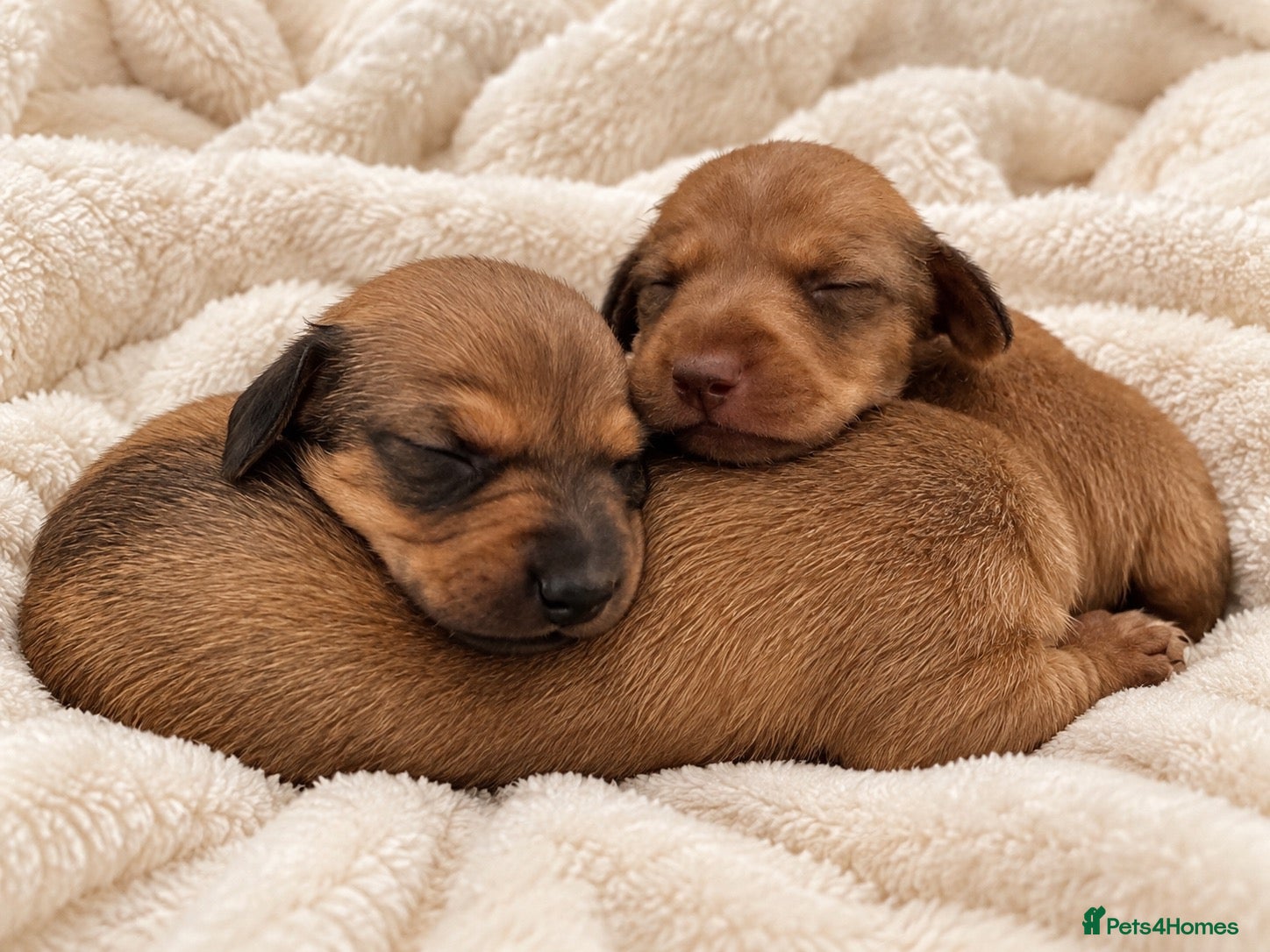 Miniature Dachshund dogs 🤍Exceptional PRA clear KC miniature Daschunds  - Advert 1