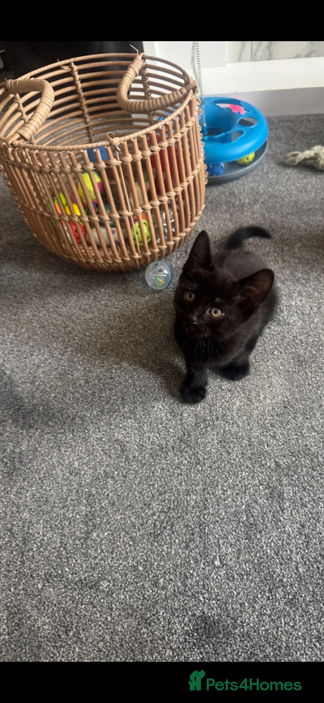 Mixed Breed cats for sale: 1 male kitten left  - Advert 2
