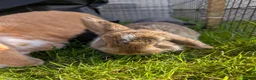 Mini Lop rabbits for sale: Beautiful Mini Lops For Sale  ˖Ი𐑼⋆ FOUR LEFT  - Advert 16