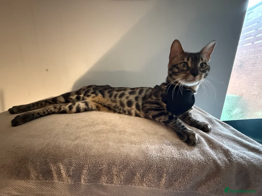 Bengal cats for stud: Stunning Bengal for stud - Advert 24