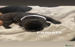 Labrador Retriever dogs for sale: Gorgeous Labrador Puppies   - Image 6