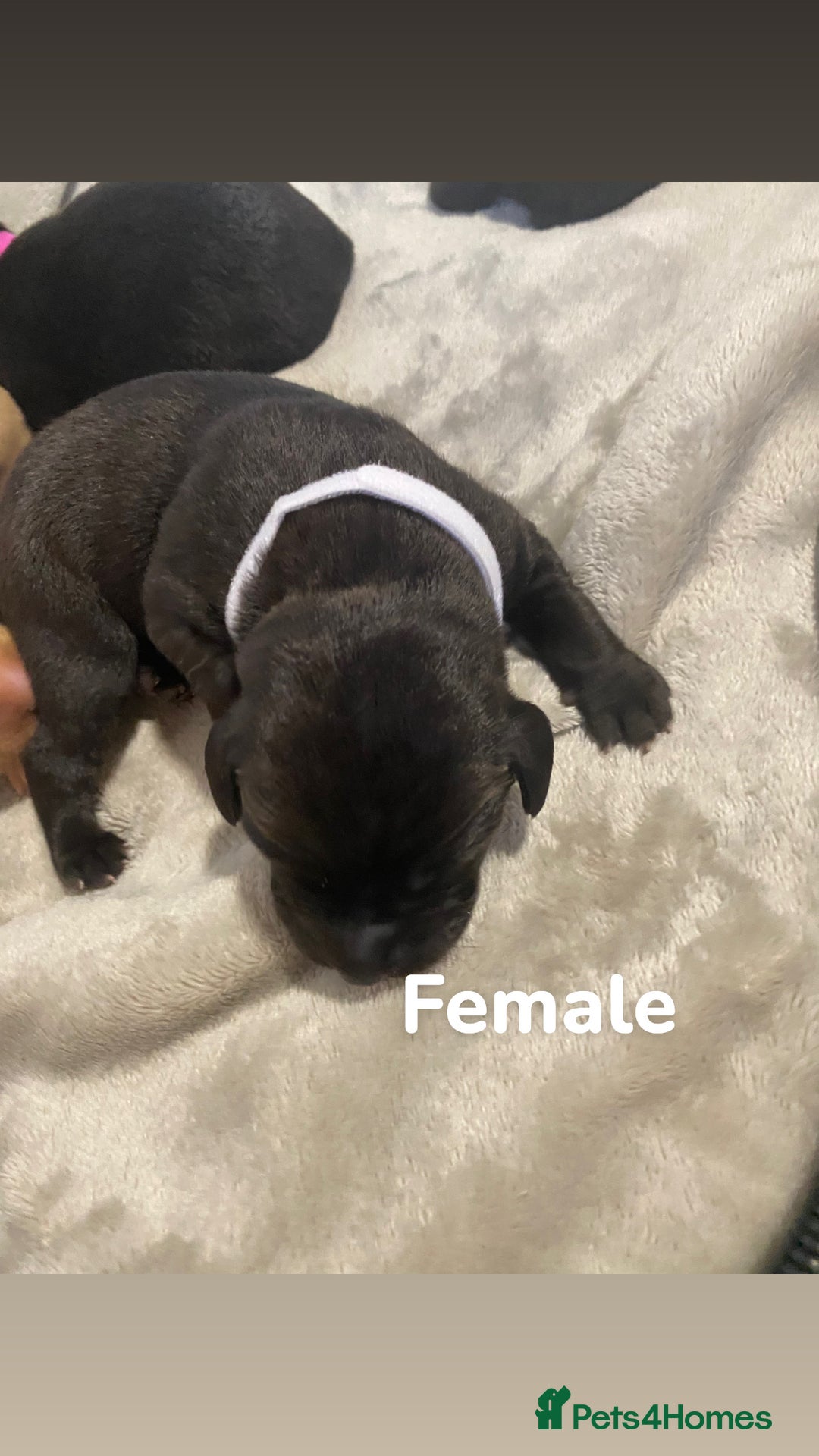Labrador Retriever dogs for sale: Gorgeous Labrador Puppies   - Image 6