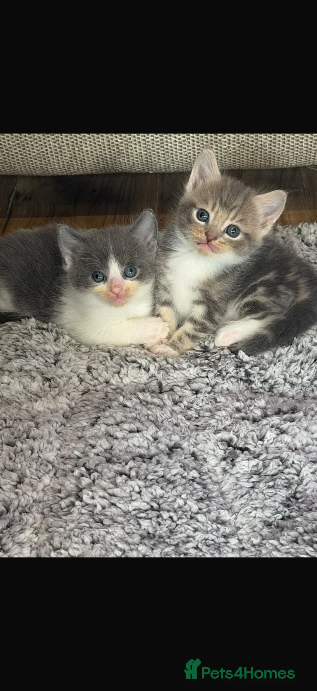 British Shorthair cats for sale: British short hair cross kittens - Advert 1