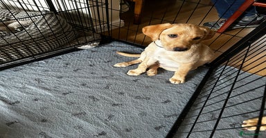 Labrador Retriever dogs KC Fox Red Labrador Pups - Health tested. 5 left - Advert 14