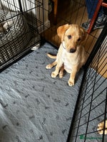 Labrador Retriever dogs KC Fox Red Labrador Pups - Health tested. 5 left - Advert 3