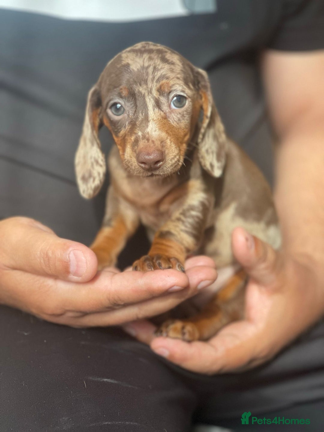 Miniature Dachshund dogs for sale: Miniature Dachshund Puppies  - Image 3