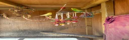 Quail poultry for sale: Californian quails and a pair of budgies for sale  - Advert 9
