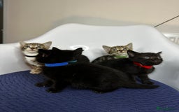 Domestic Shorthair cats for sale: Little ones  - Image 3