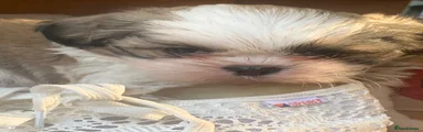 Shih Tzu 3