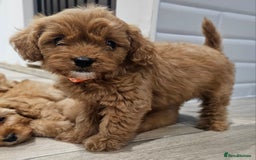 Cavapoo dogs for sale: Red F1B Toy Cavapoos - Image 1