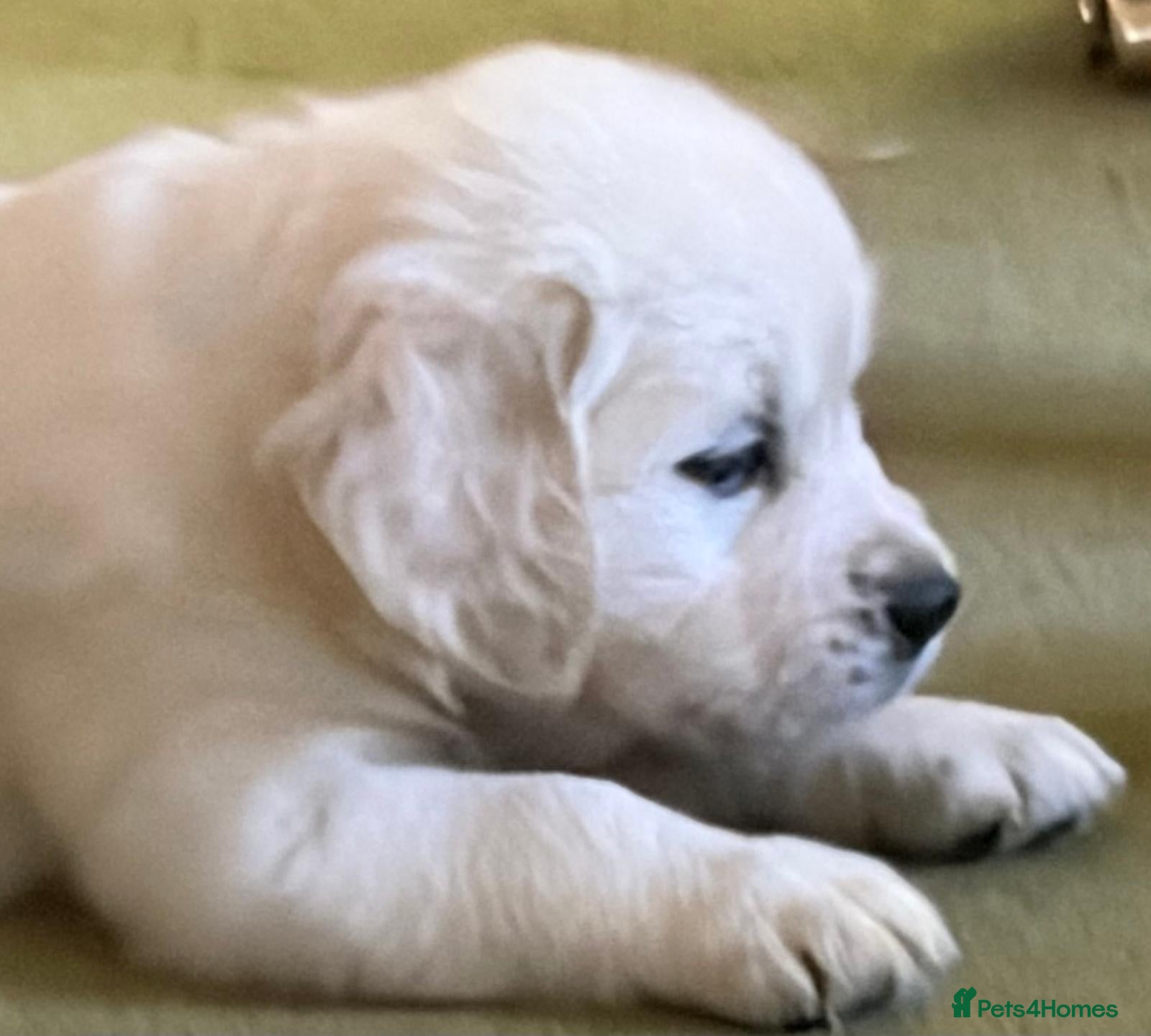 Golden Retriever dogs Beautiful healthy puppies - Advert 2