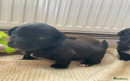 Jackapoo dogs for sale: 4 Stunning Jackapoo Pups - Image 3