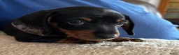 Miniature Dachshund dogs for sale: Gorgeous Litter of Miniature Dachshund Puppies - Advert 29
