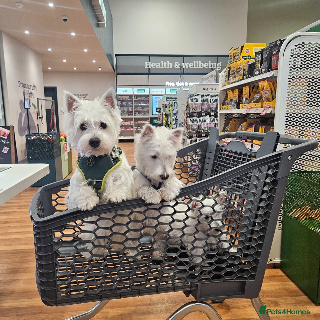 West Highland Terrier dogs for stud: Kennel registered westie for stud in Hounslow - Advert 3