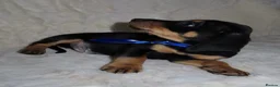 Dachshund dogs for sale: BEAUTIFUL DACHSHUND READY FOR FOREVER HOME!!! in Wolverhampton - Advert 11