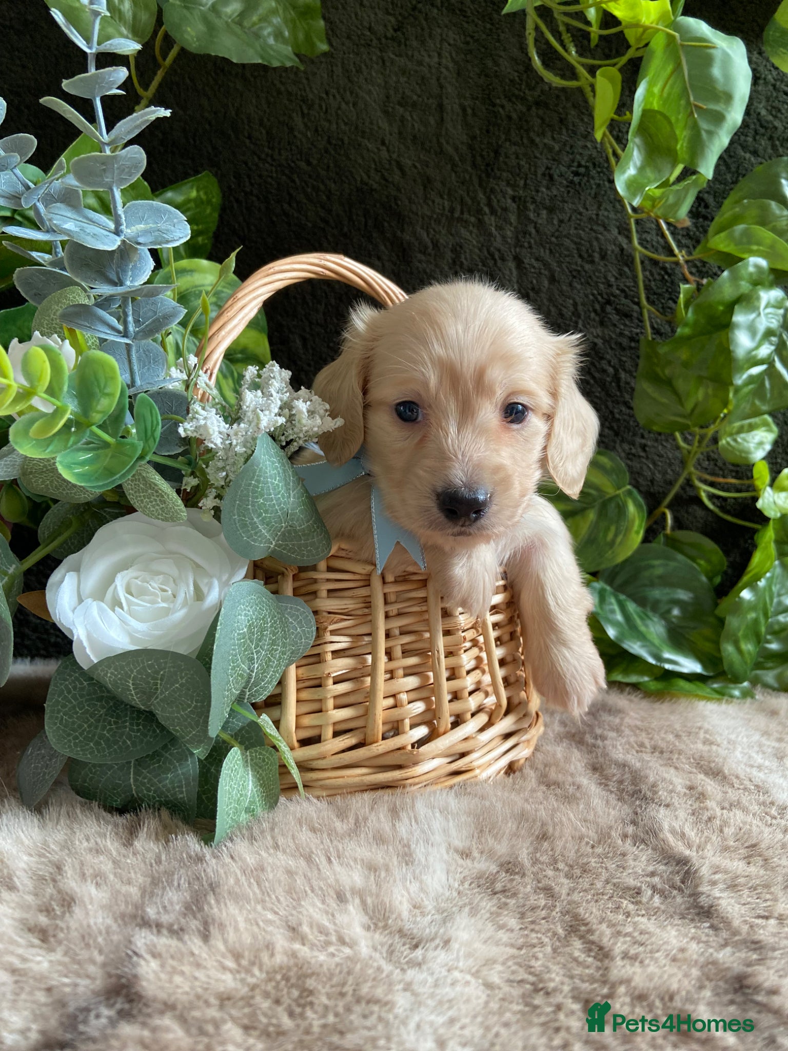 Miniature Dachshund dogs Kc long hair mini cream dachshund eeii /shaded  - Advert 1