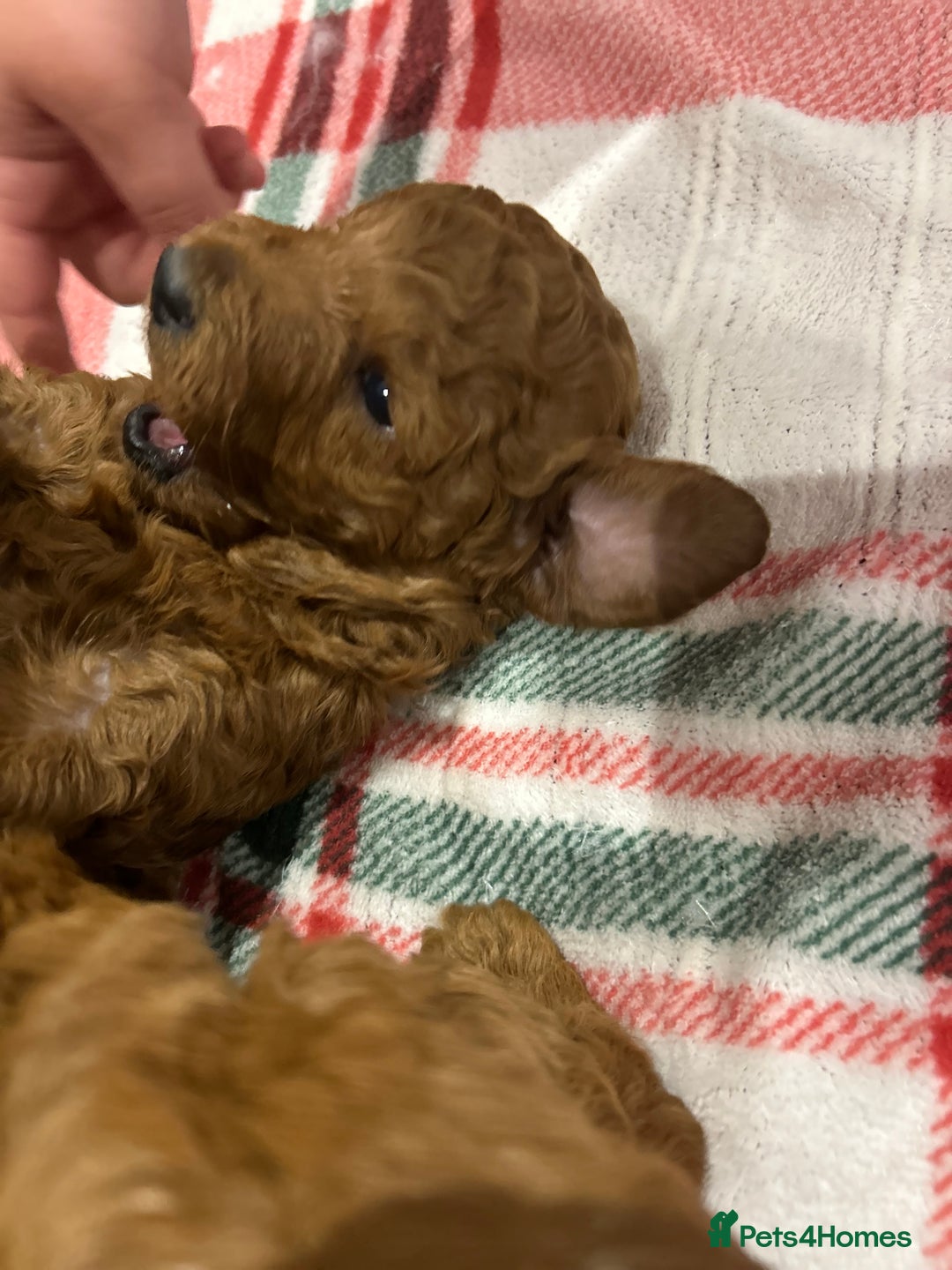 Miniature Poodle dogs for sale: 🐩Gorgeous deep red miniature poodles - Advert 5