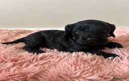 Cockapoo dogs for sale: 🖤BEAUTIFUL COCKAPOO FOR SALE🖤 - Advert 4