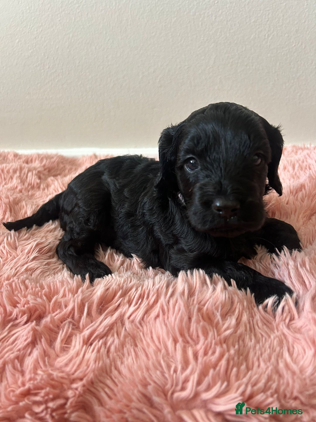 Cockapoo dogs for sale: 🖤BEAUTIFUL COCKAPOO FOR SALE🖤 - Advert 4