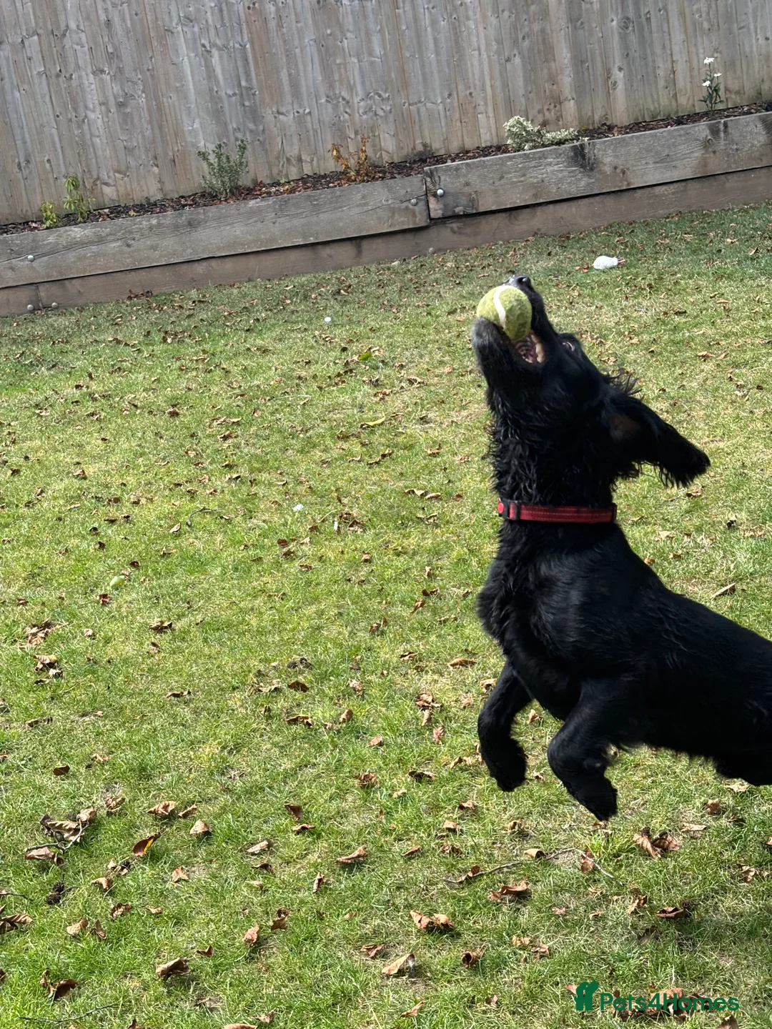 Cocker Spaniel dogs for stud: Cocker Spaniel for stud - NO FEE - Advert 7