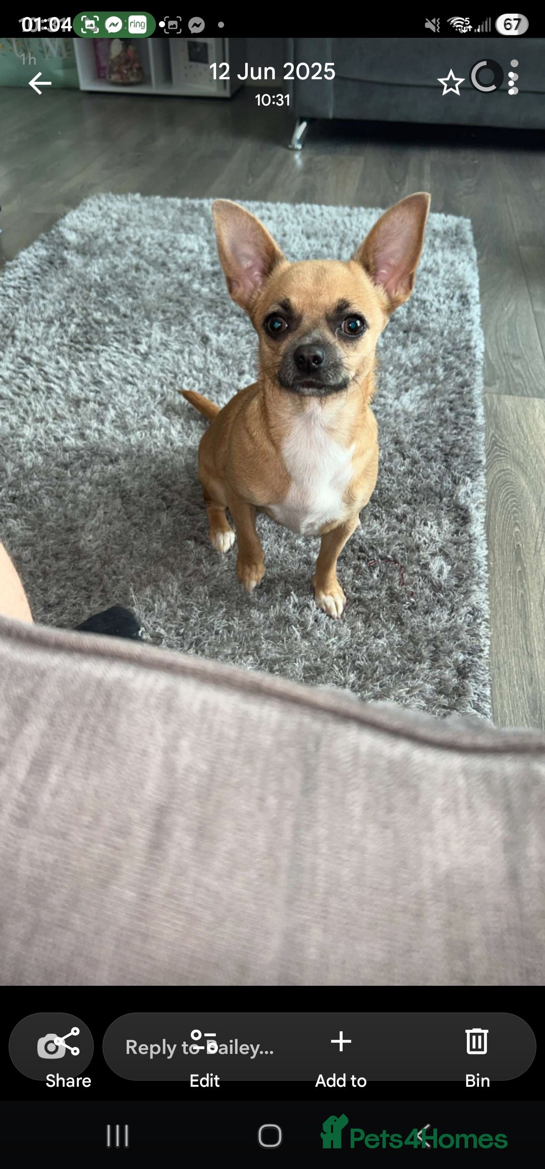 Chihuahua dogs 2 year old female dear head chihuahua  - Advert 1