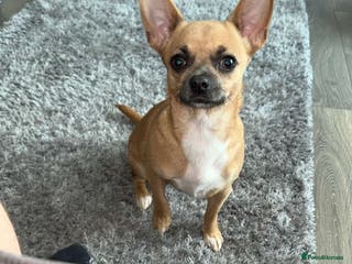 Chihuahua dogs 2 year old female dear head chihuahua - Advert 4