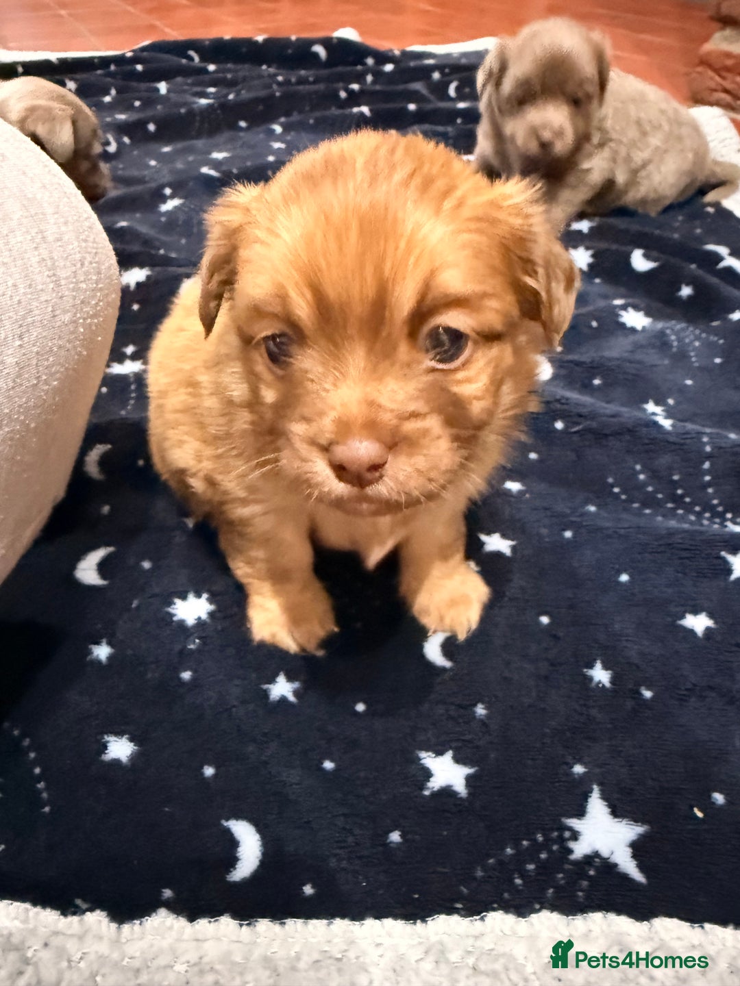 Mixed Breed dogs for sale: Outstanding chihuahua x miniature JRT puppies - Advert 19