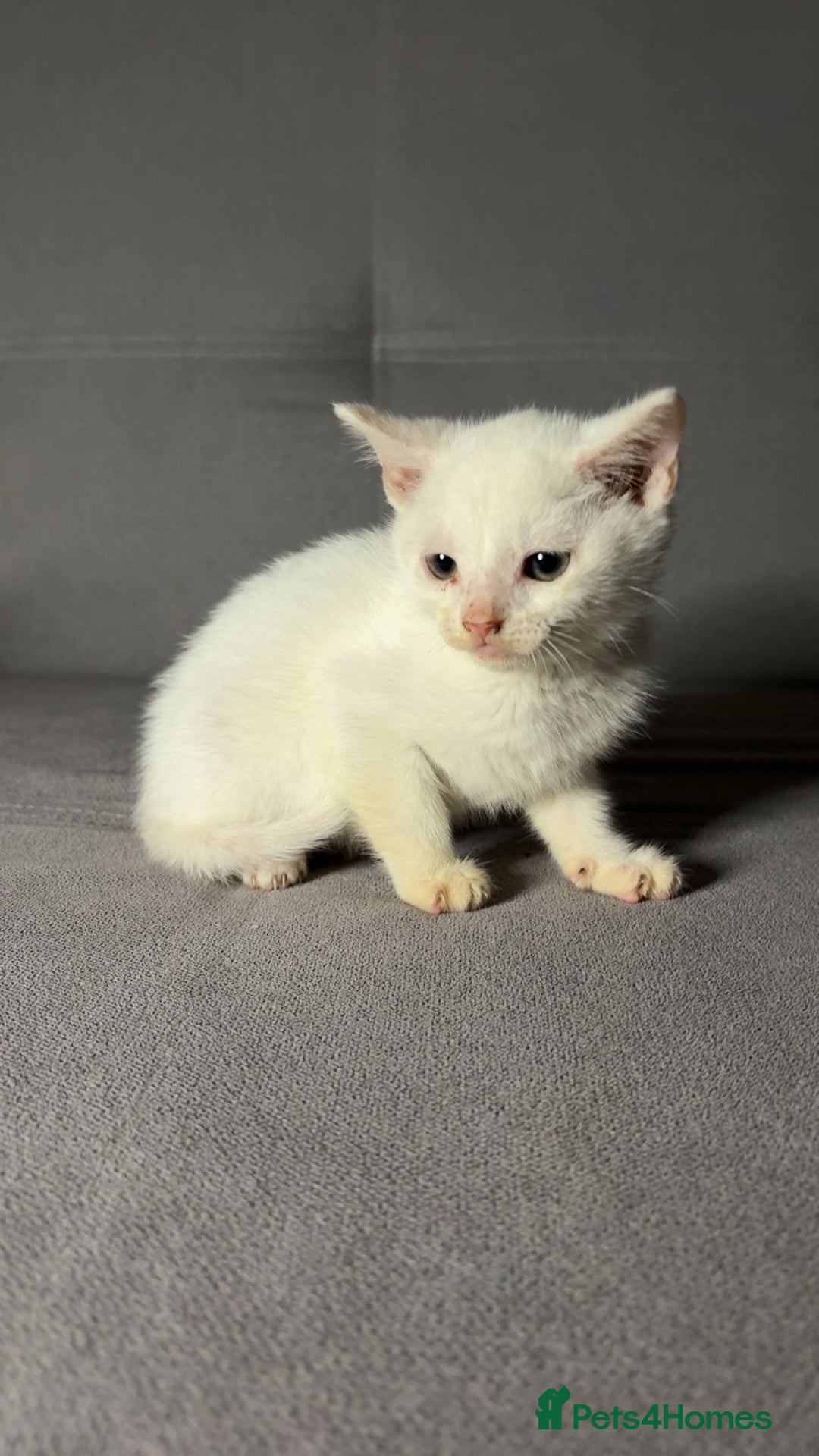 Turkish Angora cats for sale: X5 Beautiful Purebred Turkish Angora Kittens  - Advert 4