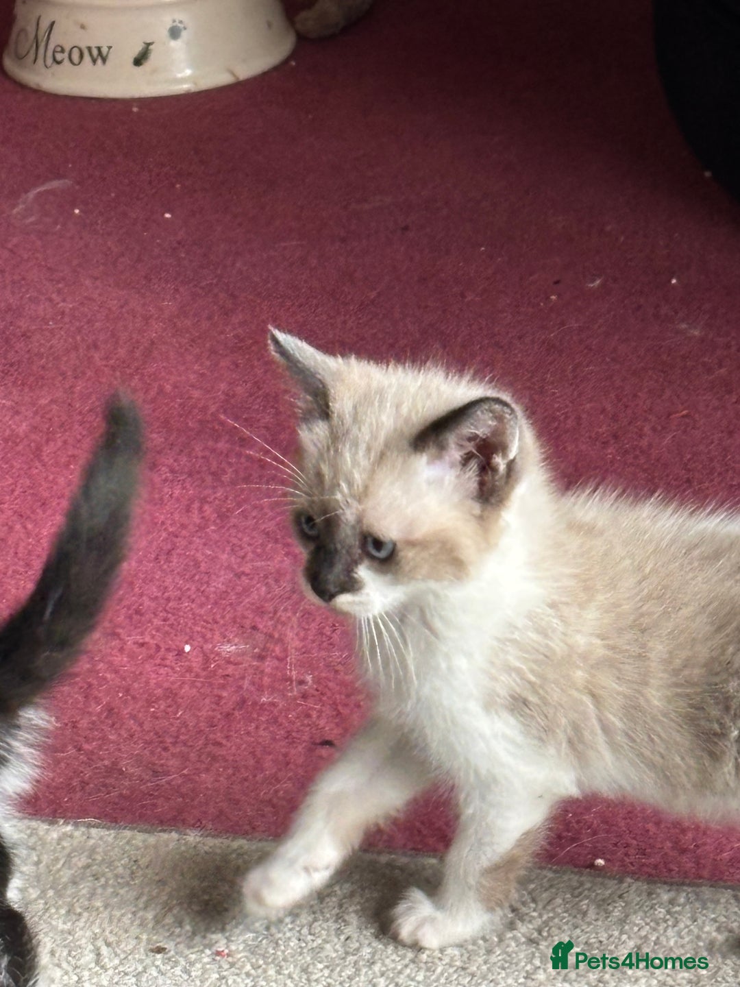 Mixed Breed cats for sale: Ragdoll Cross British Shorthair Kittens - Image 6