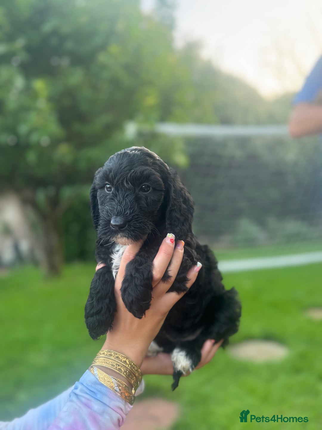 Cockapoo dogs for sale: Cockapoo pups for sale  - Image 7