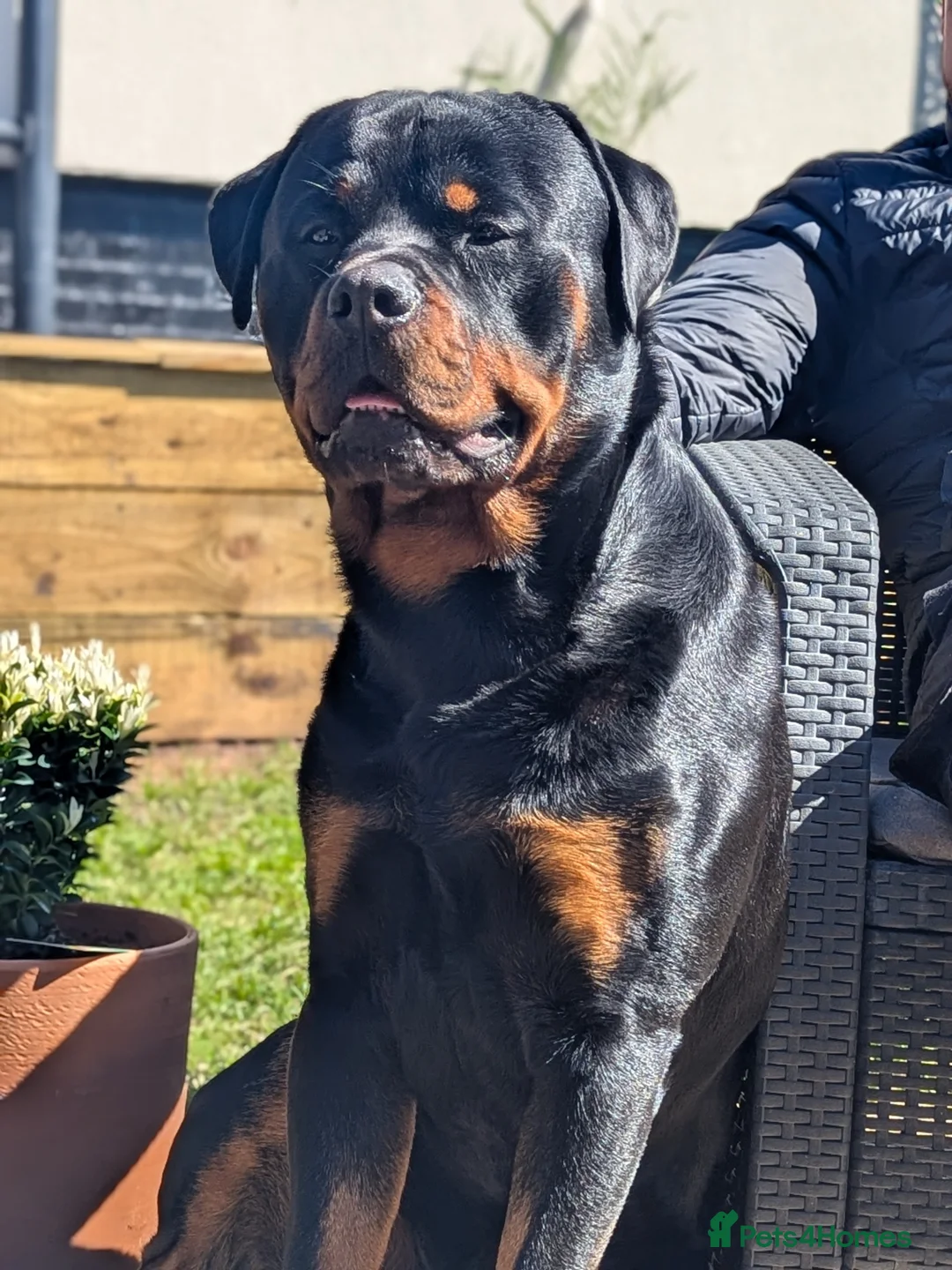 Rottweiler dogs for sale: 2-yr-old male rottweiler- experienced owner only - Advert 4