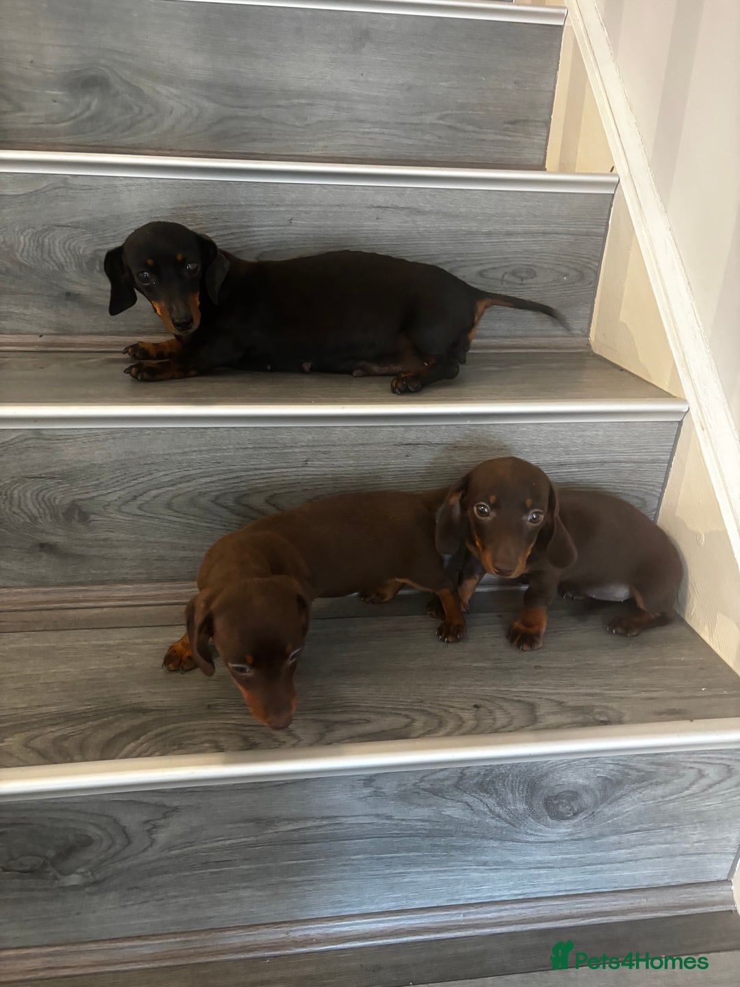 Miniature Dachshund dogs for sale: Chocolate miniature dachshund puppies  - Image 4