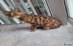 Bengal cats for sale: Bengal female two year old cat - Image 3