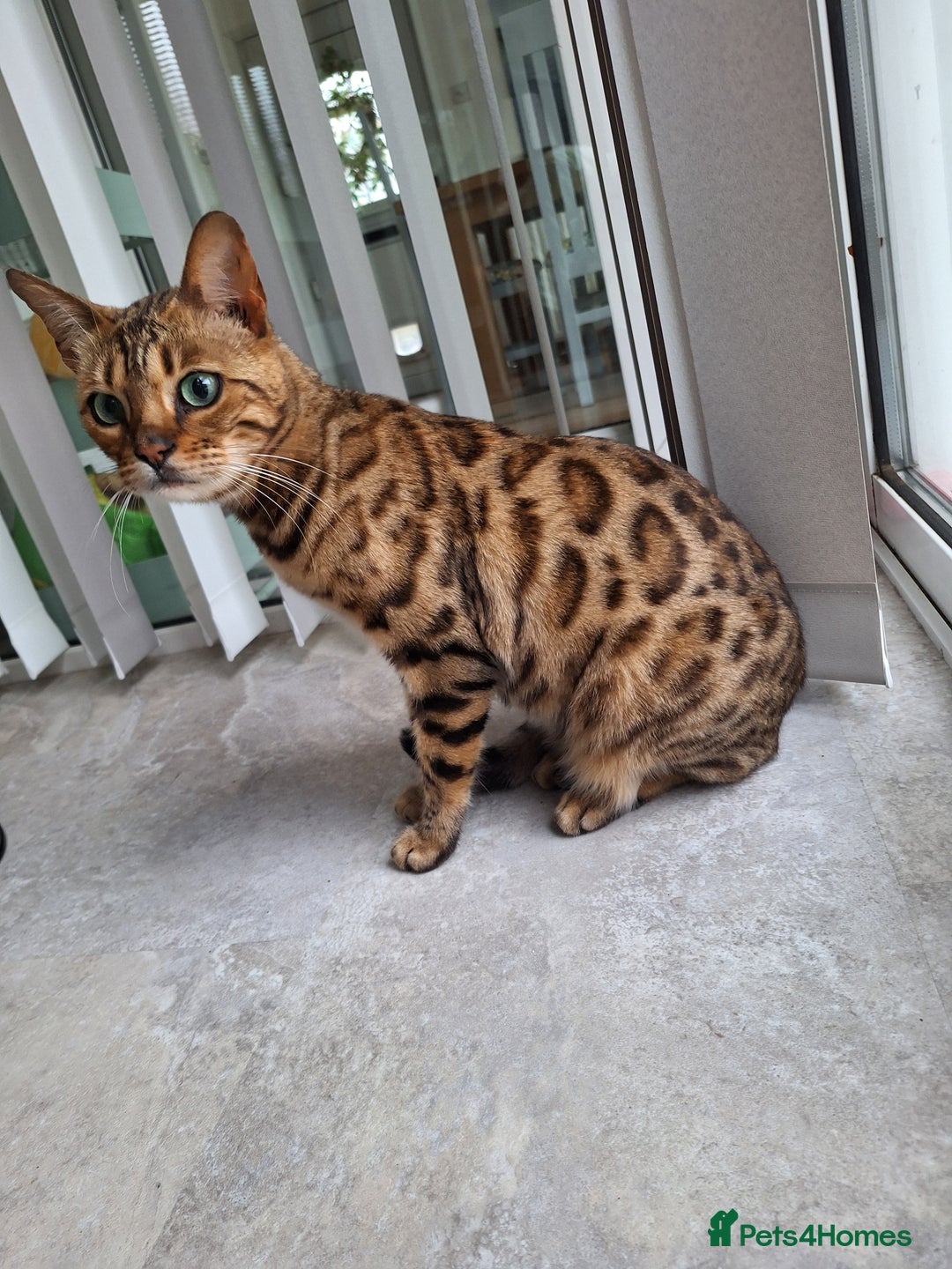 Bengal cats for sale: Bengal female two year old cat - Image 3