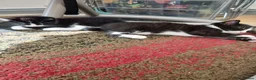 Mixed Breed cats for sale: 6 cute kittens for sale - Advert 18