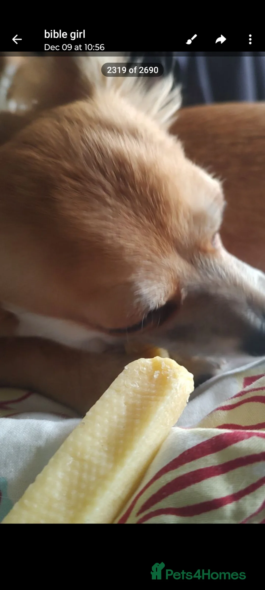 Chihuahua dogs for sale: Peanut and Lil Bear  - Advert 27