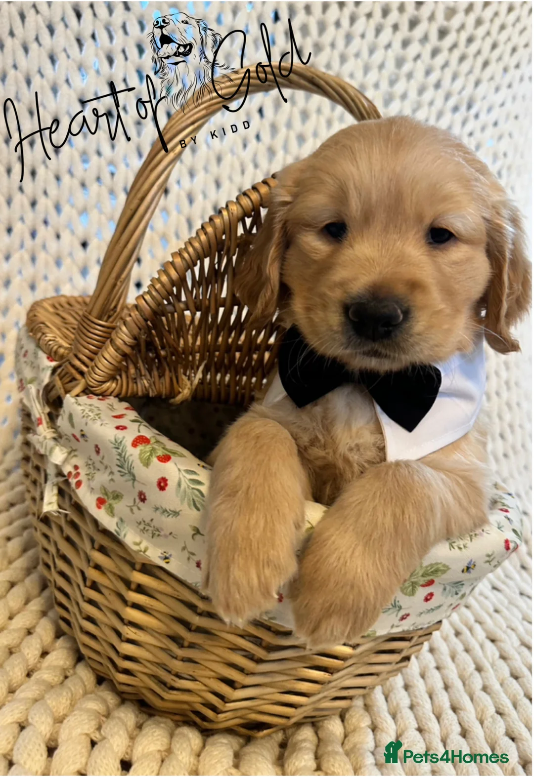 Golden Retriever dogs for sale: KC last boy  ❤️ on holiday 11-18.05 , final price  - Advert 1
