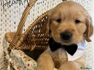 Golden Retriever dogs KC 2 boys left ❤️ Golden Retriever **Ready 1.05 - Advert 9