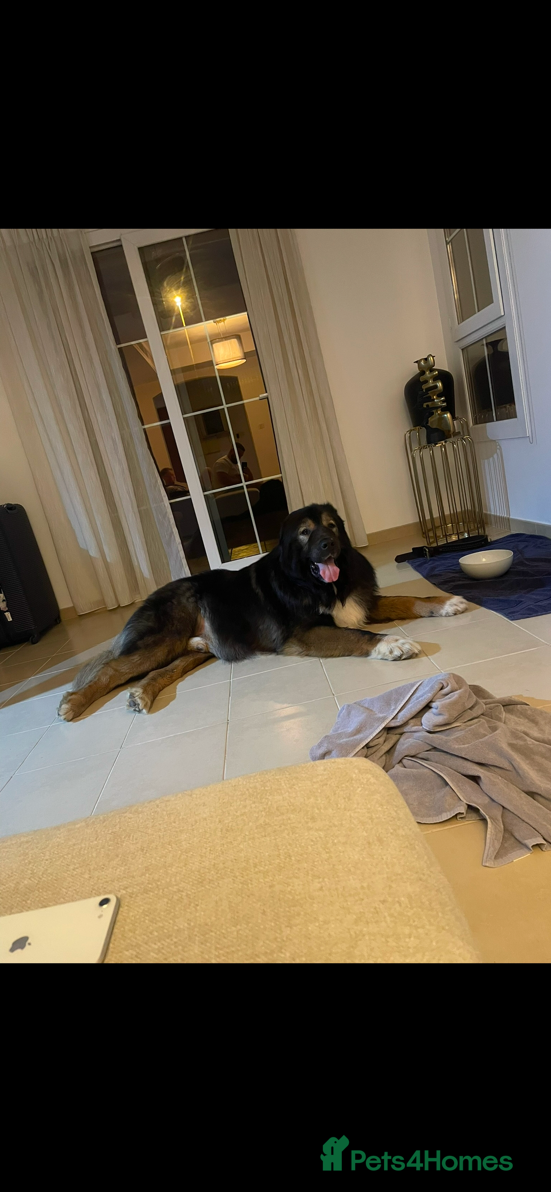 Caucasian Shepherd Dog dogs for stud: XL Caucasian Shepard ( stud) available  - Image 4