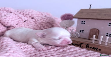 Maltese dogs - Advert 5
