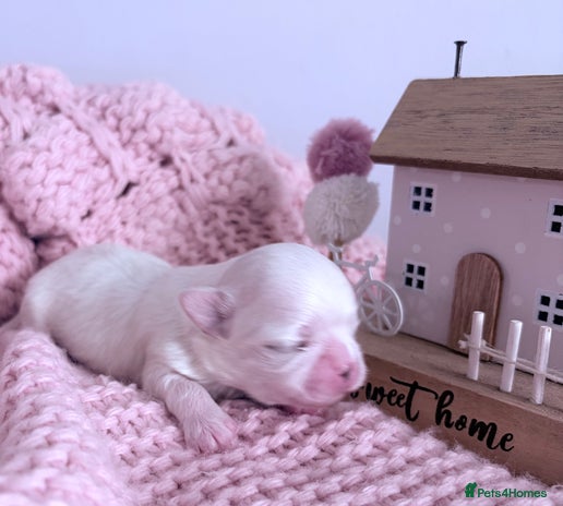 Maltese dogs - Advert 5