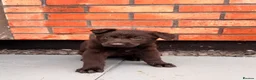 German Shepherd dogs for sale: Exceptional Czech German Shepherd WorkingLine Pups - Advert 19