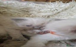 Perdoll cats for sale: Gorgeously cute tiny perdolls  - Image 4