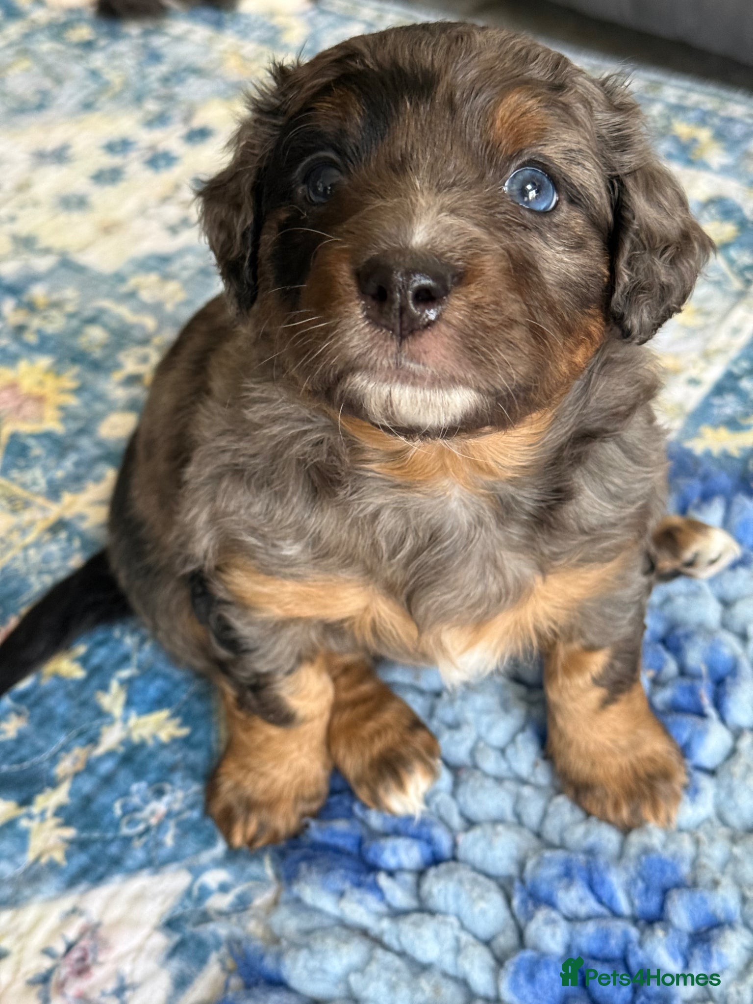 Bernedoodle dogs Health tested miniature bernedoodles - Advert 1