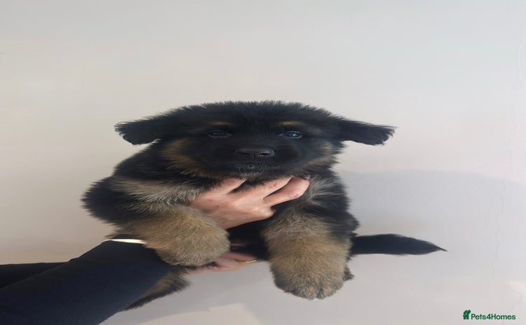 German Shepherd dogs - Advert 13