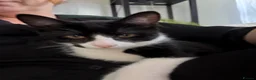 Mixed Breed cats for sale: Gary and prince - Advert 10