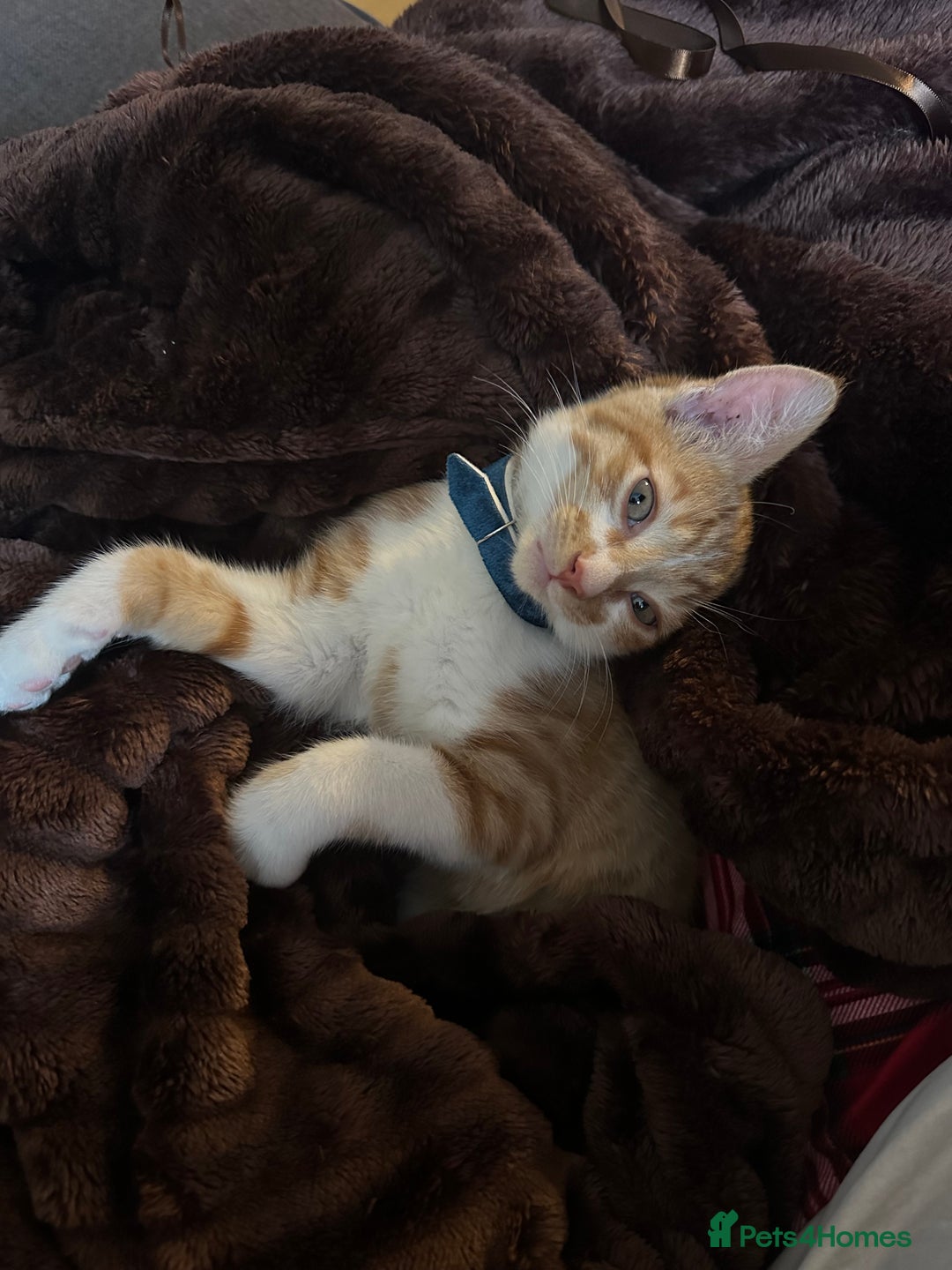 British Shorthair cats for sale: Ginger tabby cat - Image 6