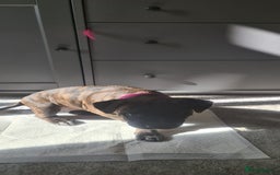 Staffordshire Bull Terrier dogs for sale: Female blue brindle staff pup - Image 9